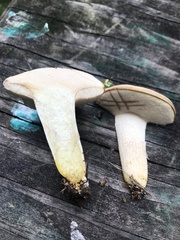Retiboletus griseus