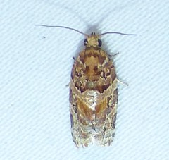 Argyrotaenia tabulana