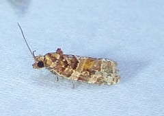 Argyrotaenia tabulana