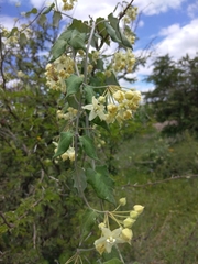 Funastrum pannosum