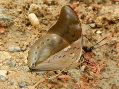 Archaeoprepona amphimachus