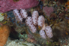 Sycozoa