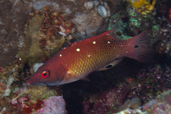 Bodianus dictynna