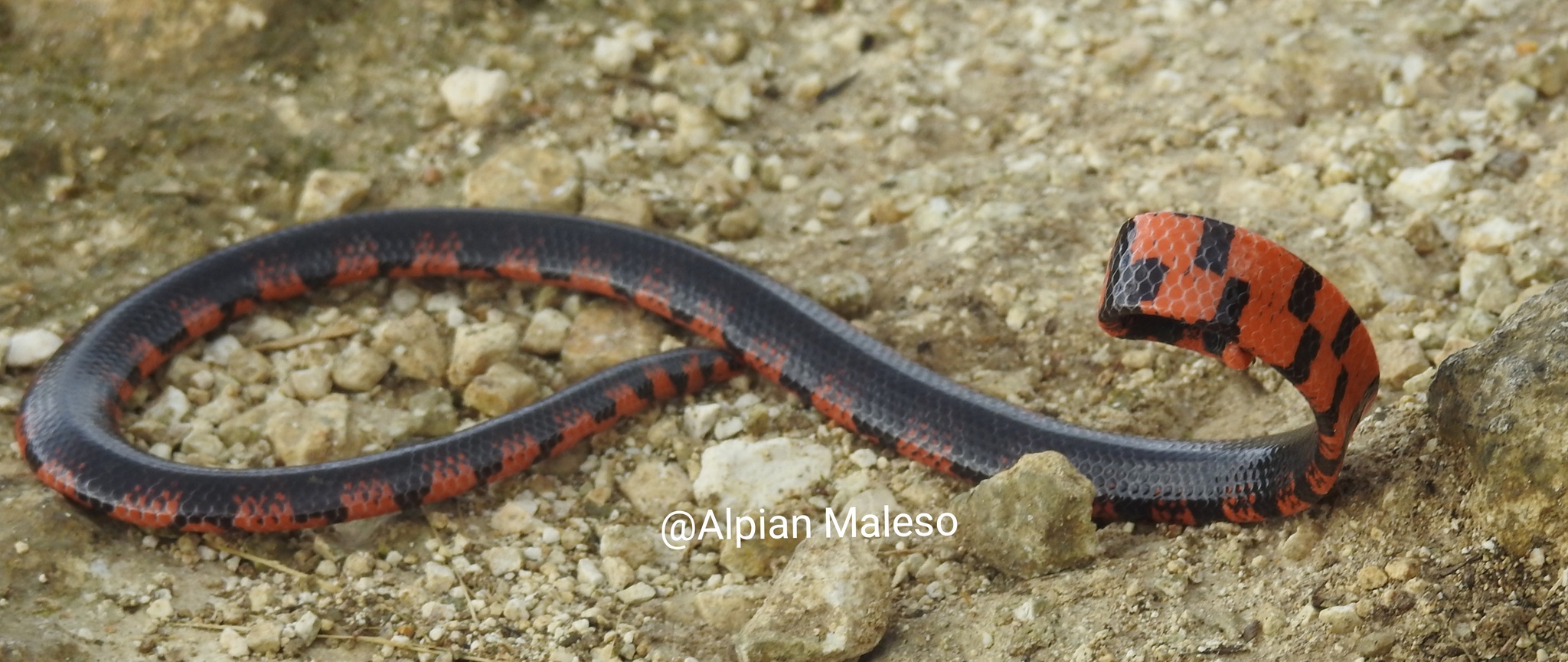 Stock photo of Blanford's Pipe Snake (Cylindrophis lineatus) raising its  tail which is…. Available for sale on