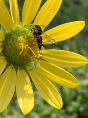 Coelioxys slossoni slossoni