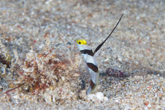 Stonogobiops nematodes