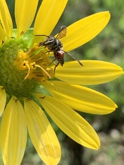 Coelioxys slossoni slossoni