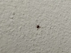 Rhipicephalus sanguineus