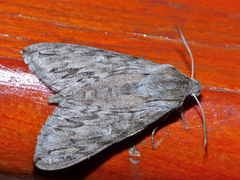 Oligographa juniperi