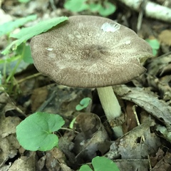 Entoloma violaceum