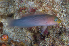 Pseudochromis aurulentus