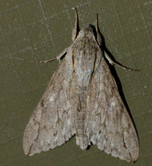 Oligographa juniperi