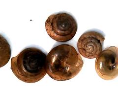 Euconulus alderi