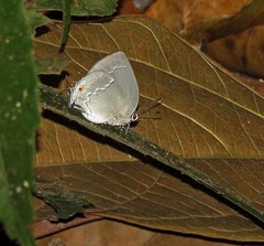Strephonota sphinx