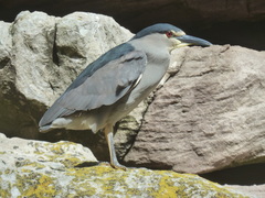Nycticorax nycticorax falklandicus