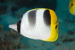 Chaetodon ulietensis