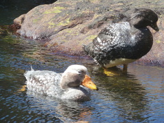 Tachyeres brachypterus