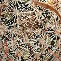 Mammillaria barbata