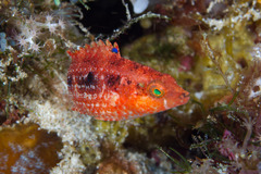 Oxycheilinus bimaculatus