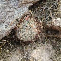 Mammillaria barbata
