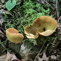 Otidea alutacea