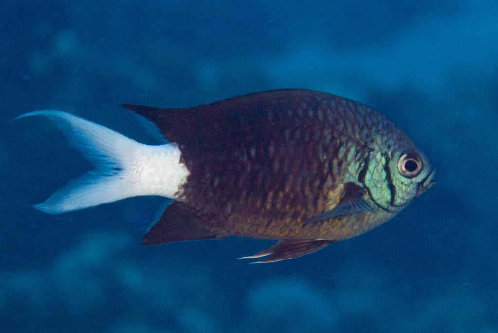 Black Chromis