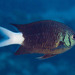 Pale-tail Chromis - Photo (c) Mark Rosenstein, some rights reserved (CC BY-NC), uploaded by Mark Rosenstein