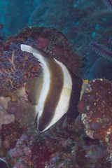 Heniochus chrysostomus