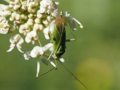 Calocoris affinis