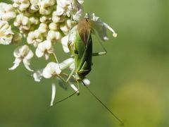 Calocoris affinis