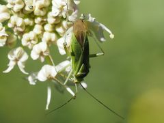 Calocoris affinis