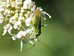 Calocoris affinis