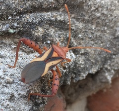 Crinocerus sanctus