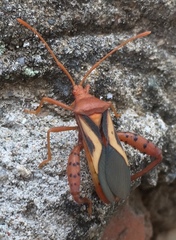 Crinocerus sanctus