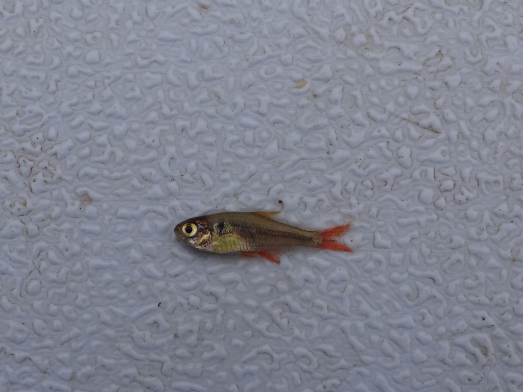 Magmatail Tetra