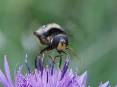 Eriozona syrphoides