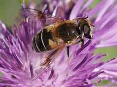 Eristalis jugorum