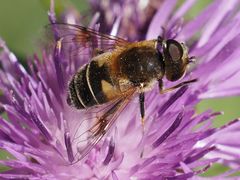 Eristalis jugorum