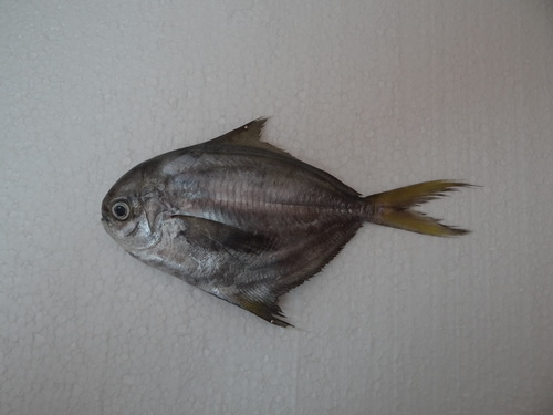 Pacific harvestfish (Peprilus medius) — Stromateidae — 2