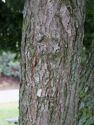 Paprastoji vinkšna nuotrauka