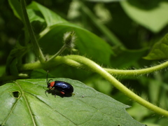 Asphaera abdominalis
