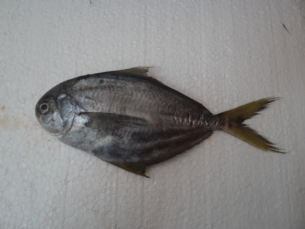 Salema butterfish (Peprilus snyderi) — Stromateidae