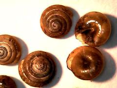Euconulus fulvus