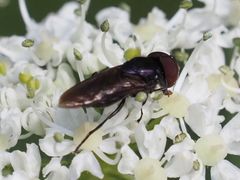Chrysogaster