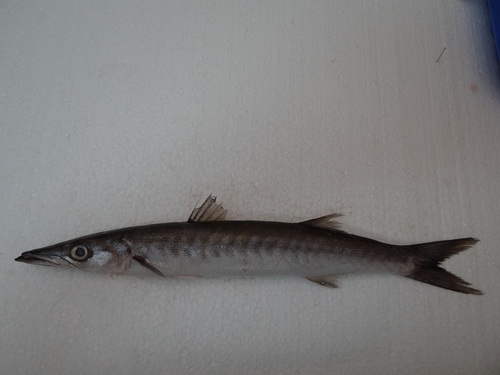 Mexicaanse barracuda (Sphyraena ensis) — Sphyraenidae — 2
