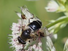 Eristalis rupium