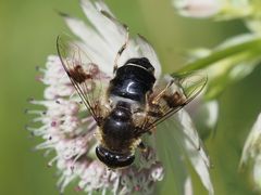 Eristalis rupium