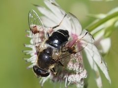 Eristalis rupium