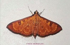 Prenesta scyllalis