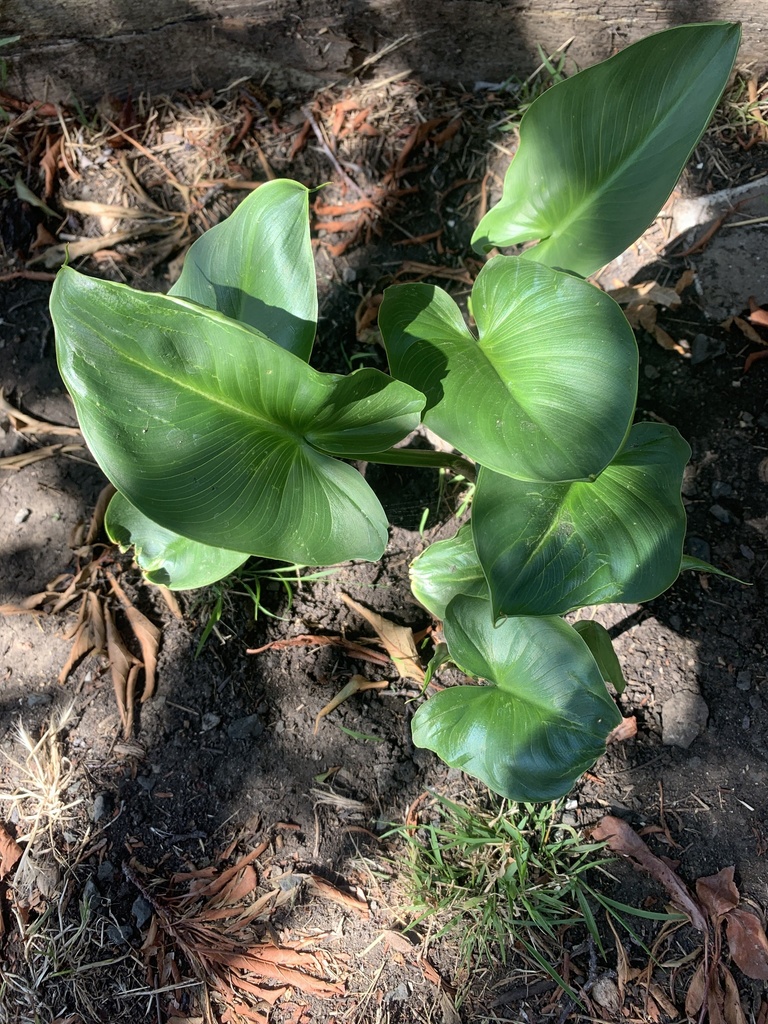 calla lilies from Jack London Dr, American Canyon, CA, US on August 27